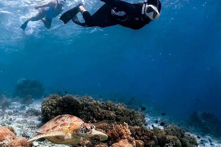 Blue Lagoon Snorkeling & Marine Life Experience — photo 1 of 25