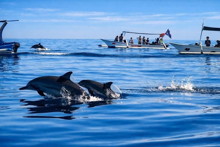 Lovina Dolphin Tour, Swimming with Dolphin and Snorkeling — photo 1 of 15