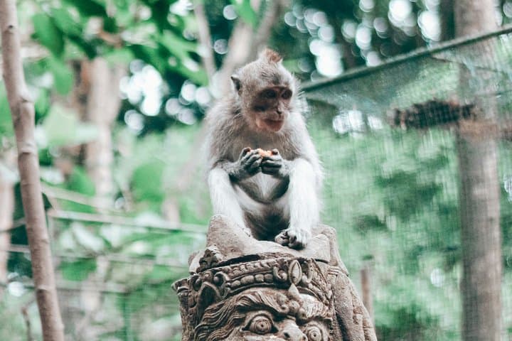 Ubud Highlights: Half-Day Private Cultural Escape — photo 1 of 16