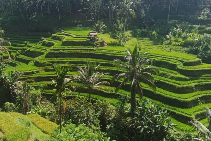 Private Best of Ubud: Monkey Forest, Rice Terraces & Water Temple — photo 1 of 7