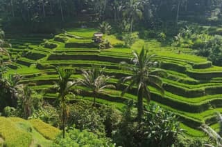 Private Best of Ubud: Monkey Forest, Rice Terraces & Water Temple