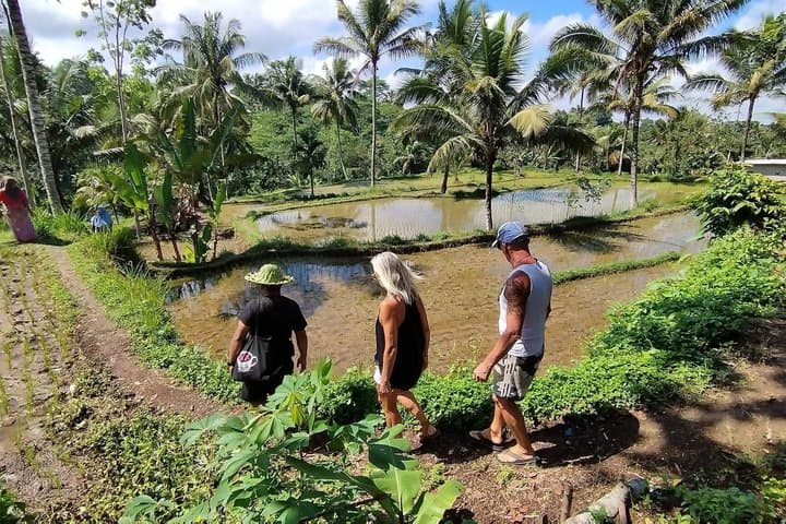 Tetebatu Village, Rice Fields & Monkey Forest ,Tour (Lombok) — photo 1 of 29