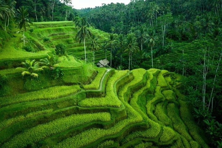 Private Full-Day Tour of Ubud — photo 1 of 8