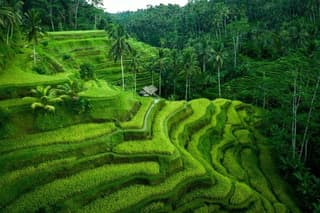 Private Full-Day Tour of Ubud
