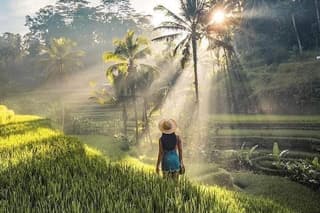 Private Tour - Ubud Rice Terraces, Temple & Waterfall