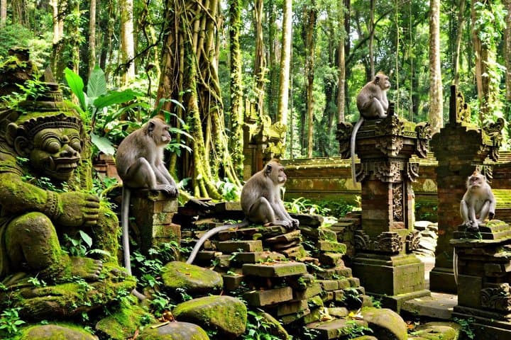 Ubud Monkey Forest Temple Waterfall and Rice Terrace Tour — photo 1 of 10