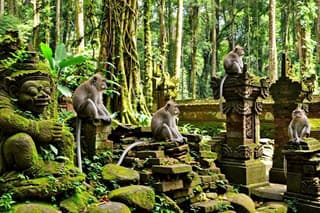 Ubud Monkey Forest Temple Waterfall and Rice Terrace Tour