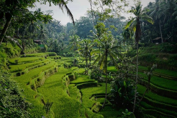 Bali Ubud Privat Tour with Guide Photographer — photo 1 of 7
