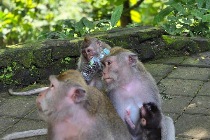 Bali Ubud Activities Tour — photo 1 of 5