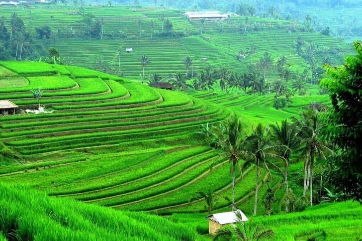 Explore Jatiluwih with Private Car Tour — photo 1 of 5