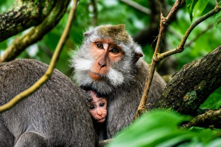 Ubud Highlights Full Day Tour with Private Car — photo 1 of 7