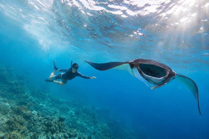 Manta Ray and Snorkeling Tour with Three Spots — photo 1 of 5
