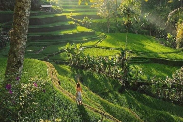 Best of Ubud: Rice Terrace, Waterfall, Sacred Temple, Art village — photo 1 of 8