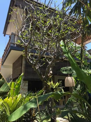 Amed Sudi House