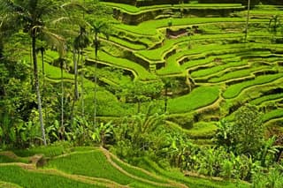 Half Day Ubud and Tampak Siring Private Tour From Bali