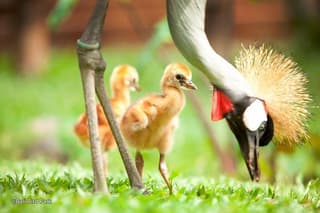 Full Day Trip Bali Bird Park And Kintamani