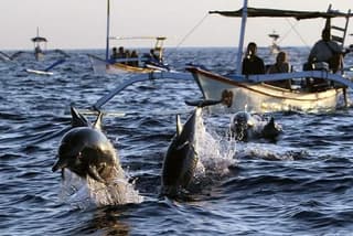 Private Full Day Trip Lovina Watching Dolphins and Wanagiri