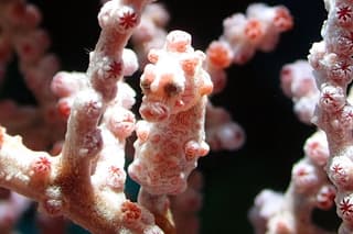 Scuba Diving Gili Tepekong & Mimpang 2 dives for certified divers
