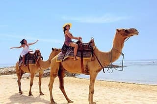 Camel Safari 30 minutes In White Sand Beach
