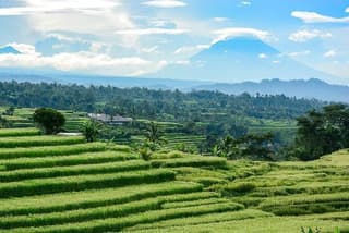 Bali Private Hired Car with Private Driver