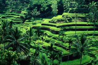 Ubud - Best central one day Tour