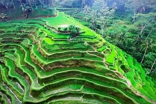 Ubud Nature Tours including Culture, Arts, Temple, Volcano, Rice field & Shows
