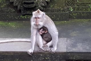 Ubud Monkey Forest And Waterfall Private Day Trip.