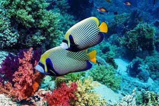 All Ticket Inclusive-Blue Lagoon Snorkeling-Ubud Monkey Forest & Ubud Waterfall