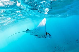 West Nusa Penida & Snorkeling Private Full day Tour