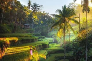 Rice terrace tour and Ubud area tour