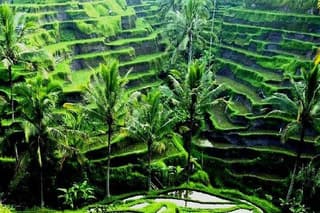 Best of Ubud villlage & Dance with Rice Terrace & Waterfall Trips