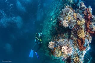Bali Diving Day Trip-Manta Point/Tulamben Shipwreck-Fun Dive