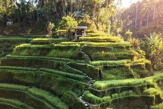 Ubud In On Day