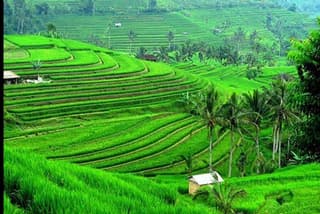 Nature's Beauty Unveiled: Jatiluwih Rice Terrace and Temple