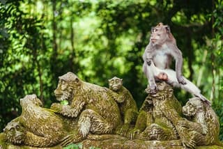 Ubud Tour - Best Of Ubud & Swing - All Inclusive