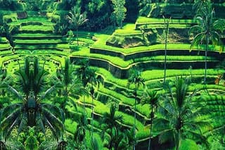 Guided Full-Day Tours to the Amazing Attractions in Bali