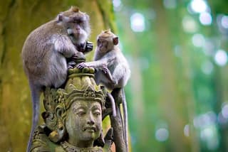 One Day Tour Bali - √Sangeh (Monkey Forest) √Bedugul √Sunset at Tanah Lot