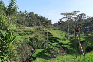 Private Ubud Fullday Tour: All Inclusive