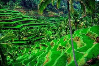 Bali Day Tour- Ubud and Kintamani Volcano View (All Inclusive)