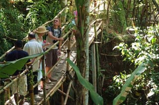 Eco Walk in Green Bali: Nature & Herbal Trails near Ubud