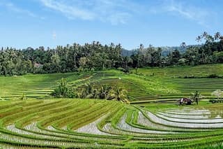 Private Tour The Beauty of Jatiluwih Rice Terrace