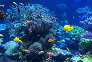 Best Price‼️ Lembongan Island: Snorkeling & Mangrove : 1-Day Tour