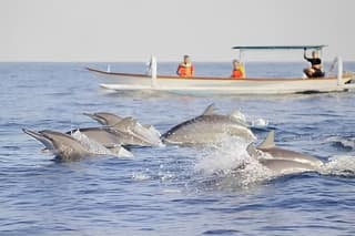 Watching Dolphin Tour at Lovina Beach