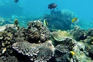 Bali ATV Quad Bike & Blue Lagoon Snorkeling Adventure