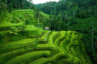Ubud Tour With Monkey Forest, Rice Terrace, Waterfall, Temple