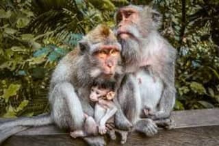Discover Ubud: Exotism Ubud and Optional Meet the Bali Shaman