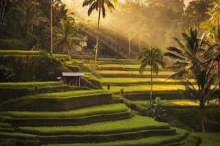 Ubud Highlight Private Tour with Transfer