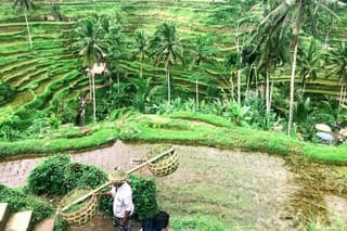 Private Tours to The Heart Of Bali Island