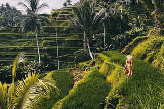 Ubud Monkey Forest, Rice Terrace & Tirta Empul Temple Tour