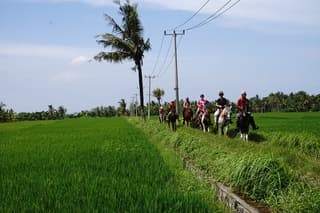 Bali Horse Riding on the Ricefields & Beach